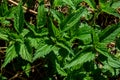 Wild nettle green bushes growing in the field near village Royalty Free Stock Photo