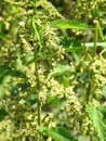 Wild nettle in meadow, Lithuania