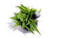 Fresh green nettle stands in mortar on white isolated background