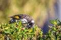 Wild New Holland Honeyeater in a Bush, Sunbury, Victoria, Australia, February 2019