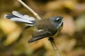 New Zealand Fantail portrait