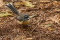 New Zealand Fantail on the ground