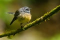 New Zealand Fantail on a branch