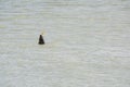 Wild New Zealand Fur Seal Eating Carp, Murray River, Goolwa, Sou