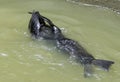 Wild New Zealand Fur Seal - Goolwa Lock Royalty Free Stock Photo