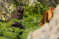 New Zealand fur seal pups Royalty Free Stock Photo