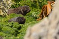 New Zealand fur seal pups on green rocks Royalty Free Stock Photo