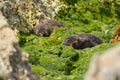 Fur seal pups Royalty Free Stock Photo