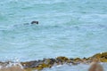 Swimming fur seal Royalty Free Stock Photo