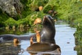 New Zealand fur seal swimming Royalty Free Stock Photo