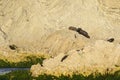 Fur seals on twisted rocks Royalty Free Stock Photo