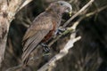 Wild New Zealand Kaka parrot eating