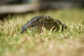 A wild Nile Monitor lizard in Gambia, Africa Royalty Free Stock Photo