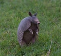 Wild nine-banded armadillo Dasypus novemcinctus Royalty Free Stock Photo