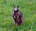 Wild nine-banded armadillo Dasypus novemcinctus, or the nine-banded, long-nosed armadillo Royalty Free Stock Photo