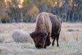 Wild North American Bison