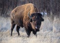 Wild North American Bison Royalty Free Stock Photo