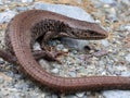 Wild Northern Alligator Lizard