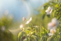 Field floral. Wild northern anemones or Pulsatilla flowers blooming in spring or summer season in Yakutia, Siberia Royalty Free Stock Photo