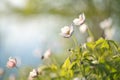 Wild northern anemones or Pulsatilla flowers blooming in spring or summer season in Yakutia Siberia Royalty Free Stock Photo