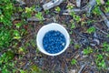 Wild Northern berries juicy blueberries are collected in a bucket of red berries cranberries. Royalty Free Stock Photo