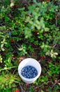 Wild Northern berries of juicy blueberries are collected in a small bucket. Royalty Free Stock Photo