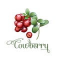 Wild northern berries lingonberry foxberry, cowberry , cranberry. Simplified, reduced both details and colors for cardboard packag