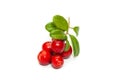 Wild northern berry lingonberry foxberry, cowberry