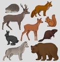 Wild northern forest animals set, hedgehog, raccoon, squirrel, deer, fox, hare, beaver, wolf, vector Illustrations on a
