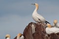 Wild northern gannet