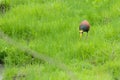 Northern Jacana feeding on a green meadow