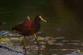 Northern Jacana portrait