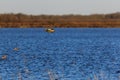 Wild Northern Shoveler duck withing the wildlife managment area in Bald Knob, Arkansas. Royalty Free Stock Photo