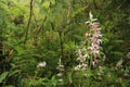Wild Nun`s Orchid in the rain forest, Oahu, Hawaii Royalty Free Stock Photo