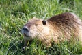 Wild nutria close-up on the shore in green grass