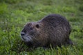 wild nutria on the grass Royalty Free Stock Photo