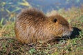 Wild nutria in Hula Lake nature reserve, Israel Royalty Free Stock Photo