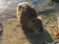 Wild nutria Lake Marion Royalty Free Stock Photo