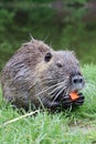 Wild Nutria in nature that eats Royalty Free Stock Photo
