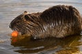 Wild nutria Royalty Free Stock Photo