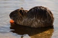 Wild nutria Royalty Free Stock Photo