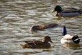 Wild nutria swimming between wild ducks in Vltava river in Prague Royalty Free Stock Photo