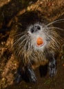 Wild nutria Royalty Free Stock Photo