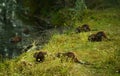 Wild nutrias in wild nature