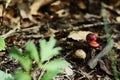 Wild oak sprout in the forest photo image Royalty Free Stock Photo