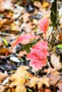 Wild oak sprout with red leaves close up in autumn Royalty Free Stock Photo