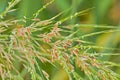 Wild oat inflorescence pattern Royalty Free Stock Photo