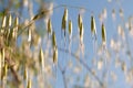 wild oat plants and the blue sky in the background. beauty of nature