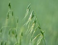 Wild oats grow in the field Avena fatua, Avena ludoviciana Royalty Free Stock Photo