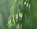 Wild oats grow in the field Avena fatua, Avena ludoviciana Royalty Free Stock Photo